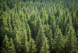 It adapts well in full sun and. Different Types Of Florida Pine Trees Garden Lovers Club