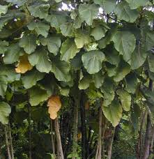 Image result for Macaranga schweinfurthii