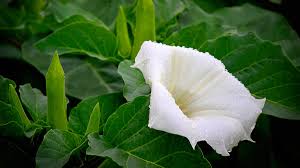 Image result for durman obecný plod