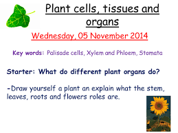 Maybe you would like to learn more about one of these? Plant Cell Tissues And Organs Teaching Resources
