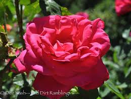 Miss all american beauty rose. Rosa Miss All American Beauty 1 Of 1 Red Dirt Ramblings