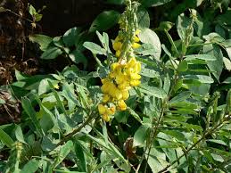 Image result for Crotalaria schliebenii