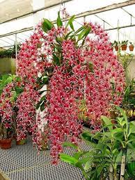 Veu De Orquideas Growing Orchids Beautiful Orchids Unusual Flowers
