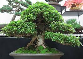 Heathrow Bonsai Show 2016 Kaizen Bonsai Blog In 2020 Bonsai Garden Bonsai Tree Bonsai