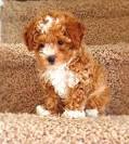 Maltese Puppies for Sale from Reputable Dog Breeders