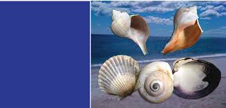 Travel and Collecting Trips — The Boston Malacological Club