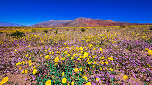 Maybe you would like to learn more about one of these? Rare Super Bloom Blankets Death Valley In A Carpet Of Wildflowers