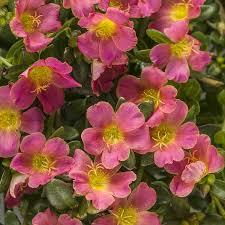 Image result for Portulaca