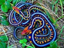 Kartinka S Tegom Beatiful Black And Snakes Colorful Snakes Pet Snake Cute Reptiles