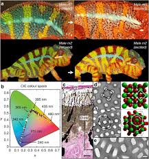 We did not find results for: Photonic Crystals Cause Active Colour Change In Chameleons Nature Communications