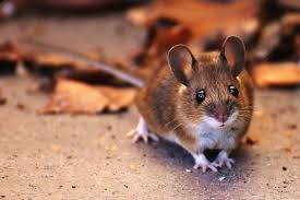 Brown Mouse Rodent Animal Wallpaper In 2020 Pet Mice Animals Animals Beautiful