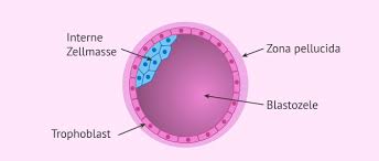 Die anspruch für eine exakte bemessung ist allerdings, dass selbige den ersten kalendertag ihrer. Die Embryoeinnistung In Die Gebarmutter Verlauf Und Symptome