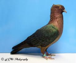 Pigeon Fancier Society Of Nsw Inc 2010 Winners Pt 2 Pigeon Pictures Pigeon Breeds Pigeon