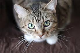 Generally, however, even cats who responded favorably to chemotherapy will experience relapse within a year of the initial diagnosis. My Cat Was Diagnosed With Inflammatory Bowel Disease Ibd Animalbiome
