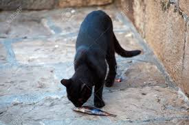 Cats can eat fish, and they love it. Black Cat Eating A Dead Fish In The Street Stock Photo Picture And Royalty Free Image Image 17423358