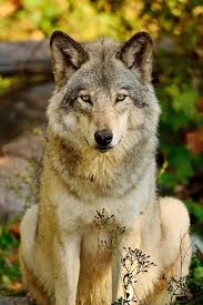 Wolf Dog Wolf Spirit Animal Wolf Spirit