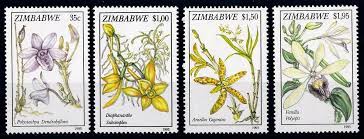 Image result for Diaphananthe subsimplex