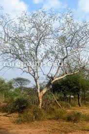 Image result for Albizia anthelmintica