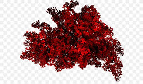Red Bush Png 600x481px Photography Flowering Plant Layers Leaf Maple Tree Download Free It is distinguished from a tree by its multiple stems and shorter height, usually under 6 m (20 ft) tall. red bush png 600x481px photography