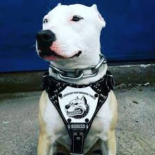 Watch The Best Youtube Videos Online Deri Gogus Tasmasi Irtibat Cagatay Uzel Tel Ve Whats App No 0532 6118995 Pitbull Pitbullsofi Pitbulls Dogs Animals