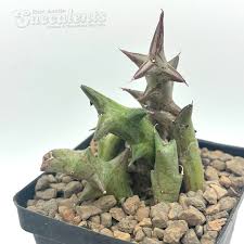 Image result for Orbea schweinfurthii