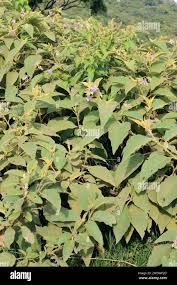 Image result for Tinnea aethiopica