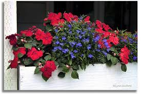 4th of july arrangement of red roses, white alstroemeria and blue flowers in a clear glass vase. Red White And Blue Flower Boxes White And Blue Flowers Window Boxes Summer