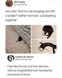 Pin By Emma Alexander On Brujeria Funny Animal Memes Funny Memes Shapeshifter