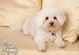 They're ready to be yours. Small White Curly Dog Cheap Online