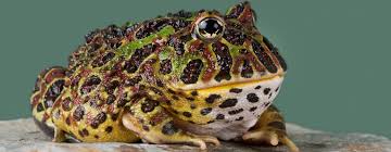 Cranwell's horned frog (ceratophrys cranwelli), also called the chacoan horned frog, is a terrestrial frog endemic to the dry gran chaco region of argentina, bolivia, paraguay and brazil. Pacman Frog Care Sheet Pacman Frog Care 101