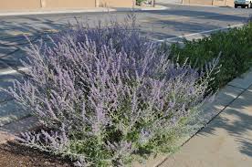 Image result for Perovskia atriplicifolia 'blue spire'