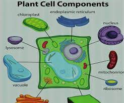 Refresh your memory about plant organelles, including chloroplasts, the nucleus, the mitochondrion and more. Diy Plant Cell 9 Steps Instructables