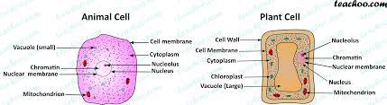 The unit of life 09: Different Parts Of A Cell With Images Teachoo Concepts