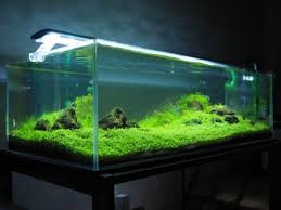 When creating layouts, not just iwagumi, i tend to focus on the storyline of how an aquascape is completed. Iwagumi Aquascape 60cm Aquascape Ideas