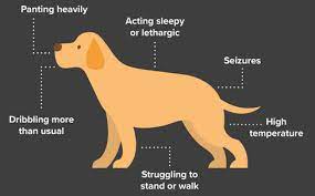 The pet vet rotherham 158 doncaster road, dalton, rotherham, s65 3ew. Rotherham