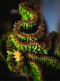 Image result for Euphorbia dedzana