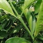 Image result for Colletoecema tortistilum