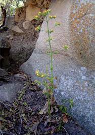 Image result for Kalanchoe lanceolata