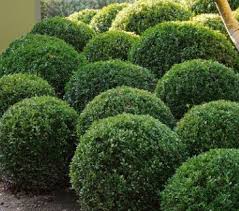 Image result for Myrsine africana