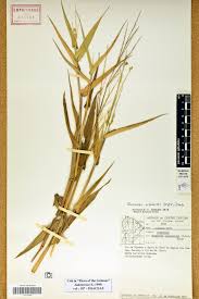 Image result for Acroceras zizanioides