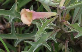 Image result for Pterodiscus elliottii