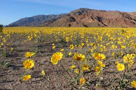 Maybe you would like to learn more about one of these? Death Valley California Usa Spring Bloom 2016 Oc 5472x3648 Earthporn