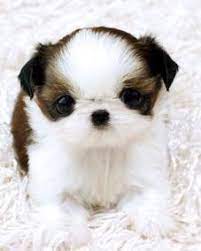 Puppy scamming is at an all time high. Tea Cup Shih Tzu Puppies For Sale In Houston Texas Classified Americanlisted Com