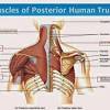 The anatomical basis of clinical practice, 14th edition, churchill livingston elsevier. Https Encrypted Tbn0 Gstatic Com Images Q Tbn And9gcq1shwgzjupxovgn9sva7j3k Licipuor63mgcdyq5 Ncacfxql Usqp Cau