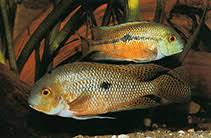 Image result for Hyparrhenia niariensis
