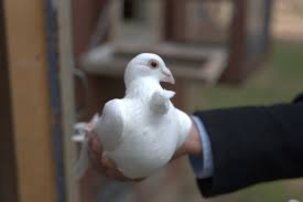 More spanish words for dove. Where Do Doves Released At Weddings Go They Can Live Happily Ever After The Washington Post