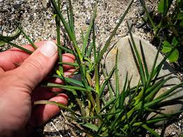 Image result for Digitaria acuminatissima