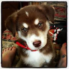 Black And Brown Husky Shepherd Mix My Love Ashlie Siberian Husky German Shepard Lab Mix Love Her Cute Animals Puppies Labrador Retriever Puppies