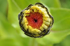 Find trip planning tips and advice for discovering the best food according to oh boy. Santa Rosa Ca Craft Shows Wine Beer Events Antiques Collectibles