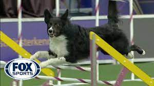 Verb Captures 2019 Wkc Masters Agility Grand Champion Title Fox Sports Youtube